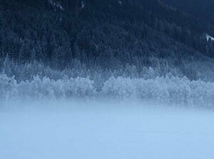 Wald im Nebel versinkt