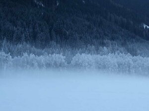 Sportmedizin und Sportrehabilitation pur Wald im Nebel versinkt